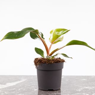 Philodendron 'White Knight' nr.1