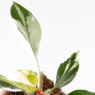 Philodendron 'White Knight' nr.1