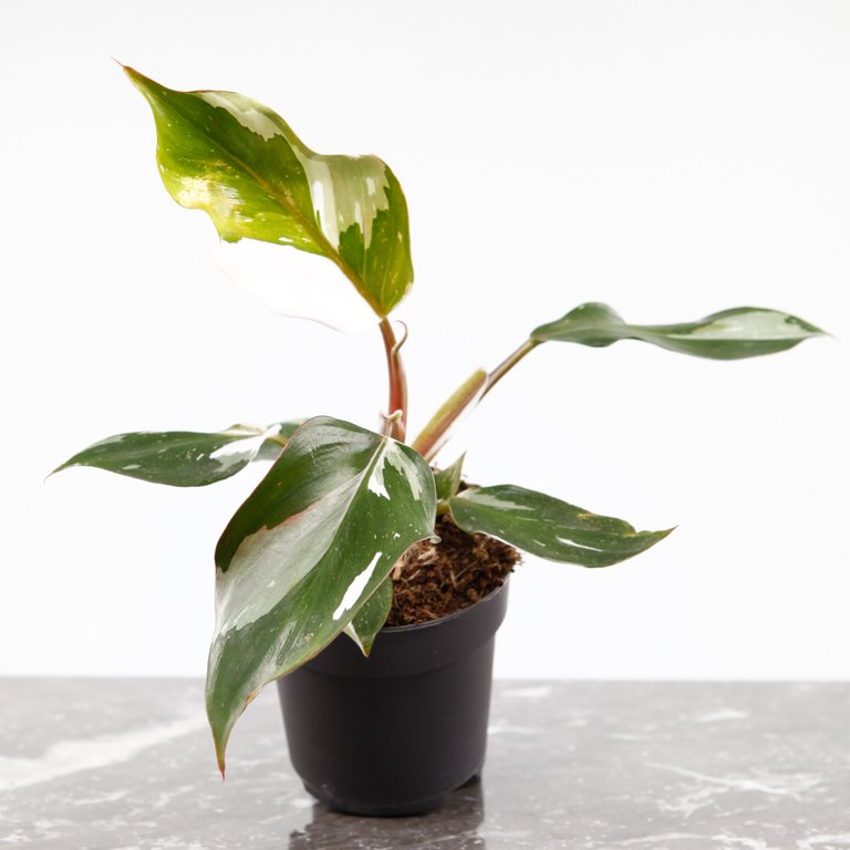 Philodendron 'White Knight' 11 cm nr.2