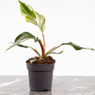 Philodendron 'White Knight' nr.2