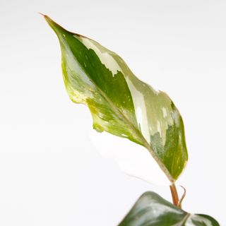 Philodendron 'White Knight' nr.2