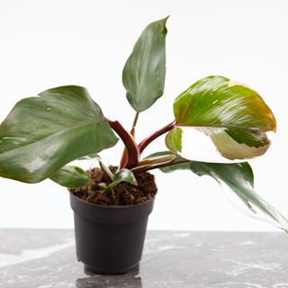 Philodendron 'White Knight' nr.3