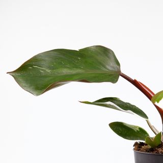 Philodendron 'White Knight' nr.3