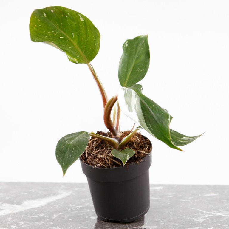 Philodendron 'White Knight' 11 cm nr.4