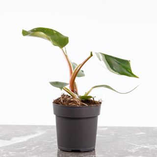 Philodendron 'White Knight' nr.4