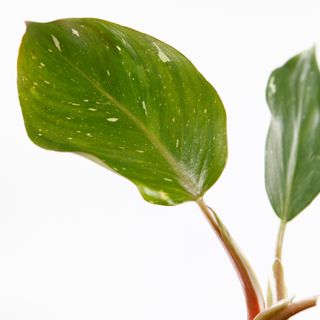 Philodendron 'White Knight' nr.4