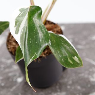 Philodendron 'White Knight' nr.4