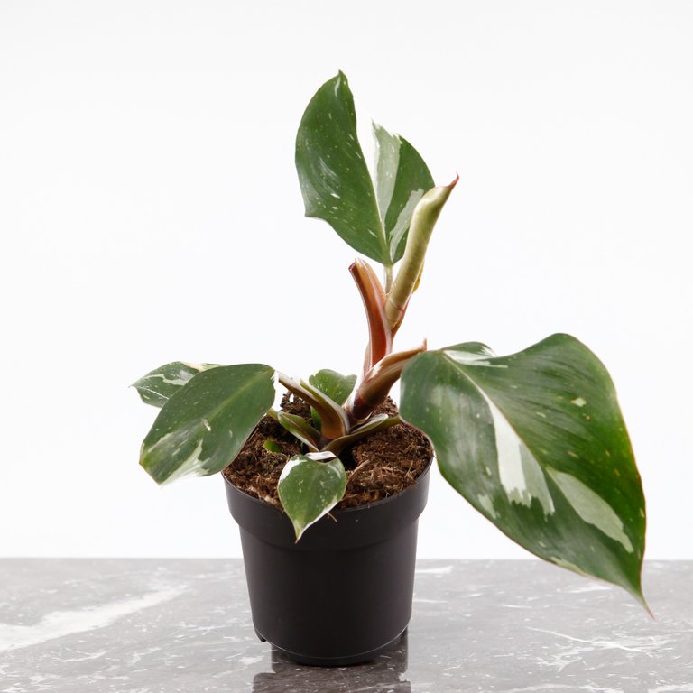 Philodendron 'White Knight' 11 cm nr.8