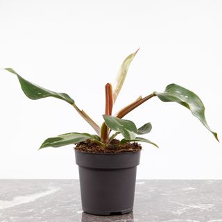 Philodendron 'White Knight' nr.8