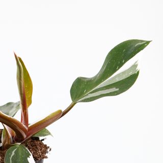 Philodendron 'White Knight' nr.8