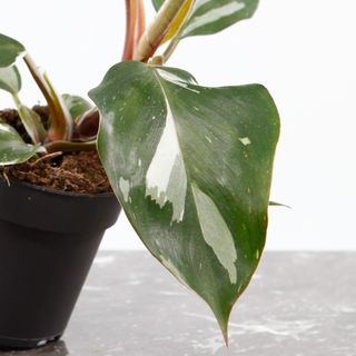 Philodendron 'White Knight' nr.8
