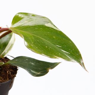 Philodendron 'White Knight' nr.6