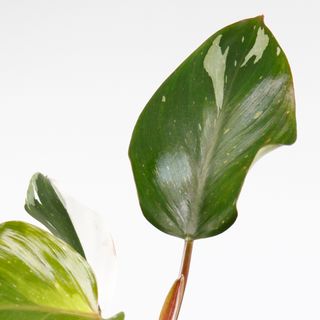 Philodendron 'White Knight' nr.6