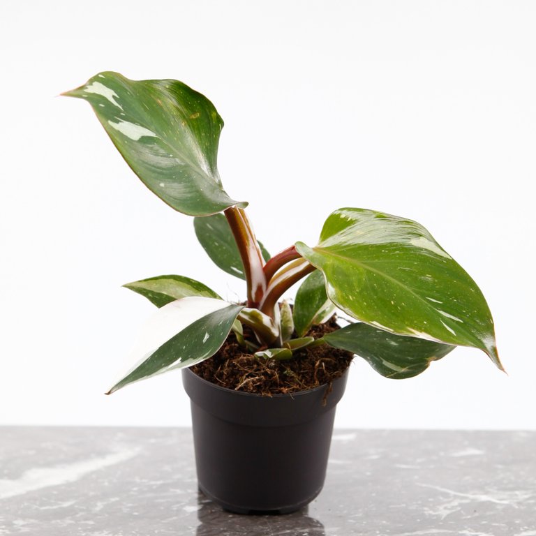 Philodendron 'White Knight' 11 cm