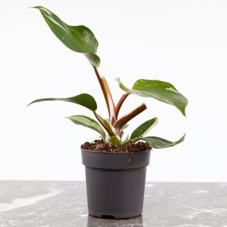 Philodendron 'White Knight' nr.6