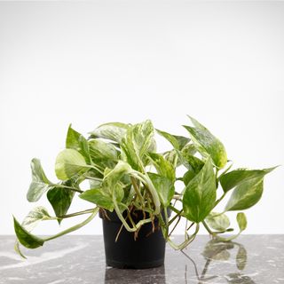 Epipremnum 'Marble Queen' 12 cm