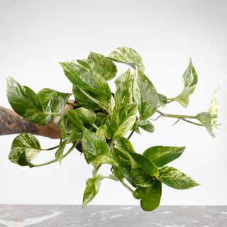 Epipremnum 'Marble Queen' 12 cm