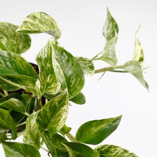 Epipremnum 'Marble Queen' 12 cm