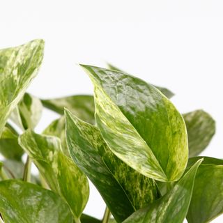 Epipremnum 'Marble Queen' 12 cm