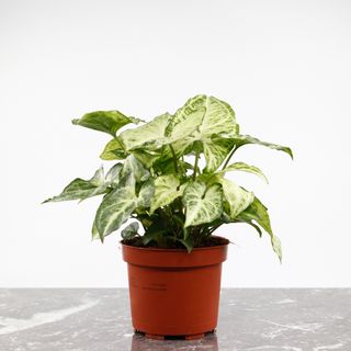 Syngonium 'Arrow' 12 cm