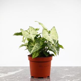 Syngonium 'Arrow' 12 cm