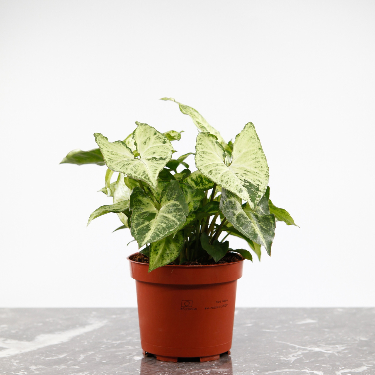 Syngonium White Butterfly med ljusa gröna och vita blad