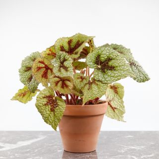 Begonia 'Iron Cross' i lerkruka 12 cm