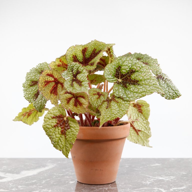 Begonia masoniana 'Iron Cross' i lerkruka 12 cm