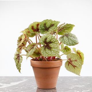 Begonia 'Iron Cross' i lerkruka 12 cm