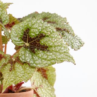 Begonia 'Iron Cross' i lerkruka 12 cm