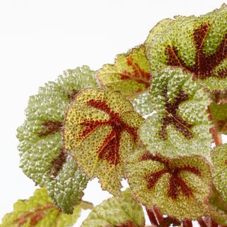 Begonia 'Iron Cross' i lerkruka 12 cm