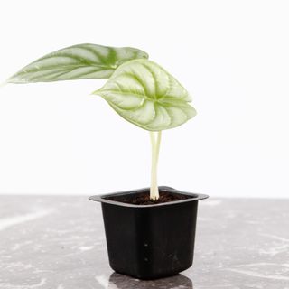 Alocasia 'Silver Dragon' egenodlad