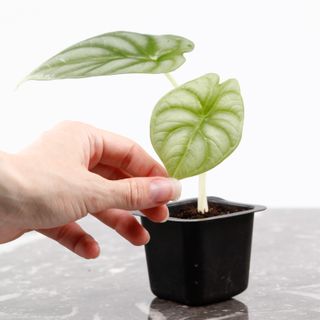 Alocasia 'Silver Dragon' egenodlad