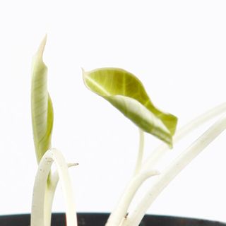 Alocasia 'Black Velvet' egenodlad nr 1