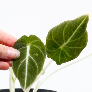 Alocasia 'Black Velvet' egenodlad nr 1