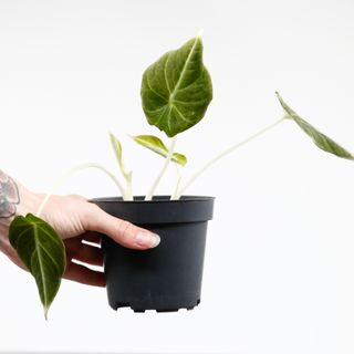 Alocasia 'Black Velvet' egenodlad nr 1