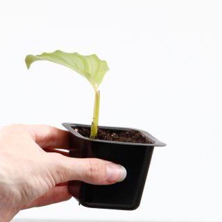 Calathea 'Orbifolia' egenodlad