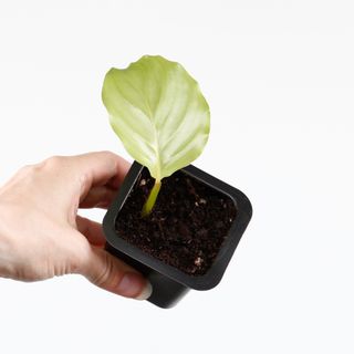 Calathea 'Orbifolia' egenodlad