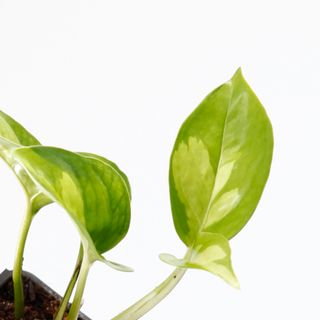 Epipremnum 'Global Green' egenodlad nr.5