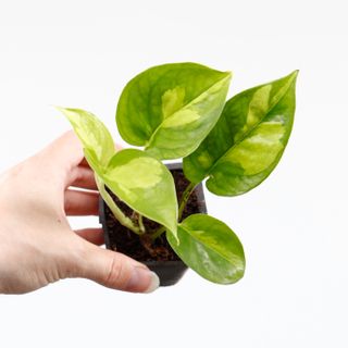 Epipremnum 'Global Green' egenodlad nr.5