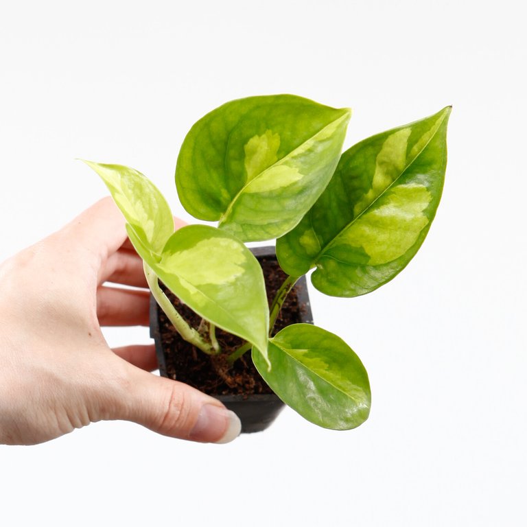 Epipremnum 'Global Green' egenodlad nr.5