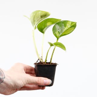 Epipremnum 'Global Green' egenodlad nr.5