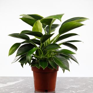 Philodendron 'Green Princess' 12 cm