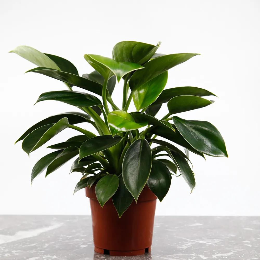 Grön Philodendron Green Princess som passar i ljust indirekt ljus
