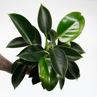 Philodendron 'Green Princess' 12 cm