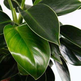 Philodendron 'Green Princess' 12 cm