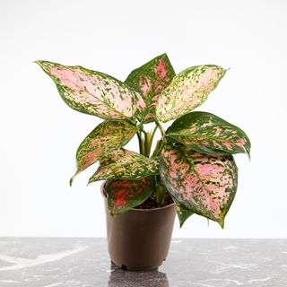 Aglaonema 'Spottled Star'