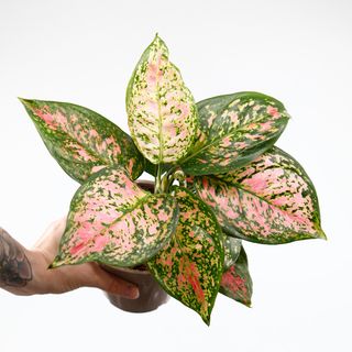 Aglaonema 'Spottled Star'