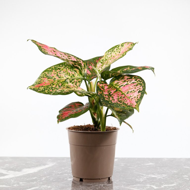 Aglaonema 'Spottled Star' 12 cm