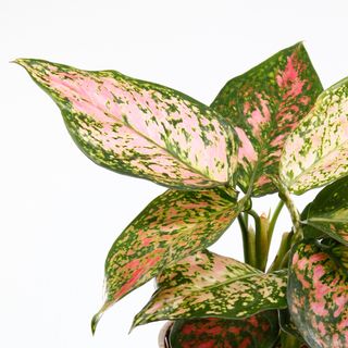 Aglaonema 'Spottled Star'